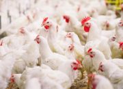 Diskanak Kab Sumedang Hasilkan 2,6 Juta Ekor Ayam Potong