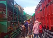 Disnakeswan Kab Bima Menyatakan Angkutan Ternak Sapi di Bima Terbatas